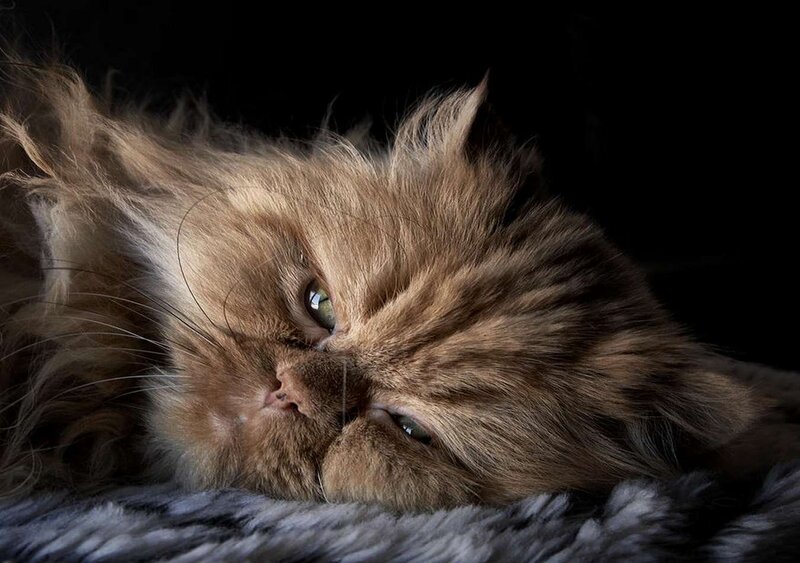 Fluffy Cat Lying Down — Brown, Dramatic