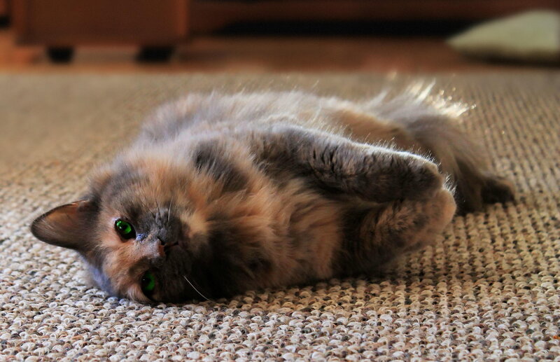 Fluffy Cat Lying Down — Brown, Relaxed