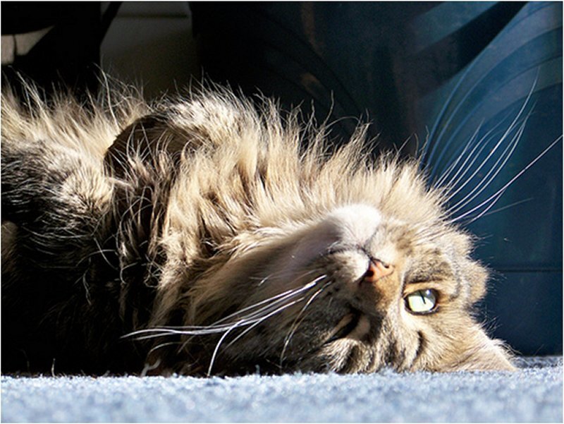 Fluffy Cat Lying Down — Brown