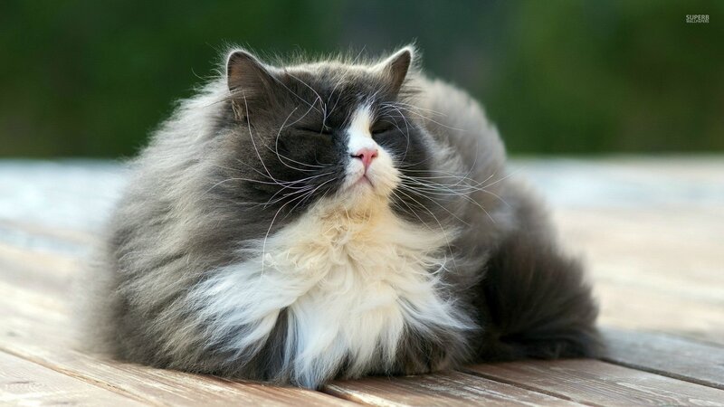 Fluffy Cat Lying Down — Gray, Calm, Afternoon