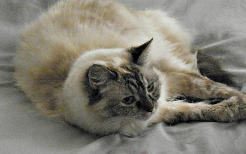 Fluffy Cat Lying Down — Gray, Calm, Photograph, Bed