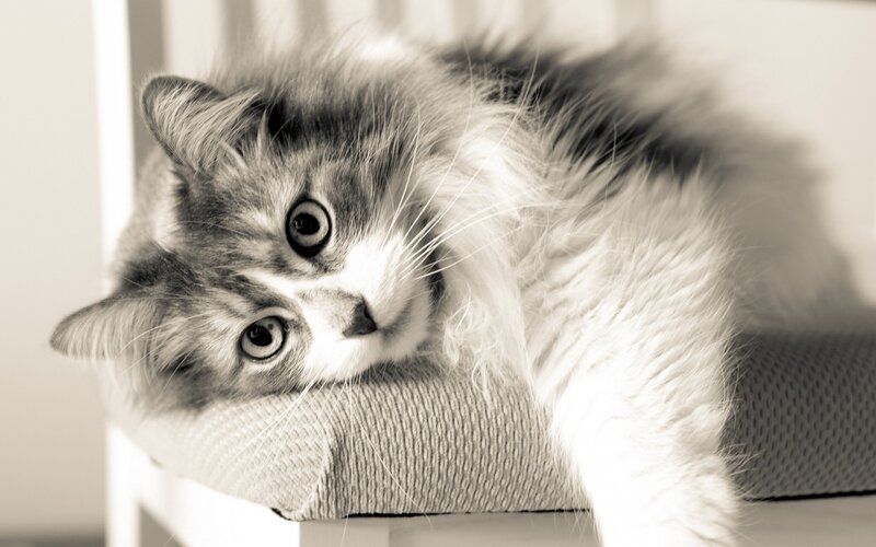 Fluffy Cat Lying Down — Gray, Calm, Photograph, Cushion
