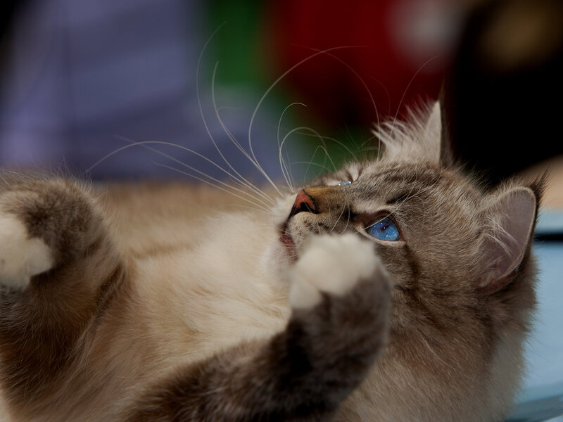 Fluffy Cat Lying Down — Gray, Calm, Photograph