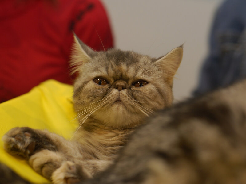 Fluffy Cat Lying Down — Gray, Calm