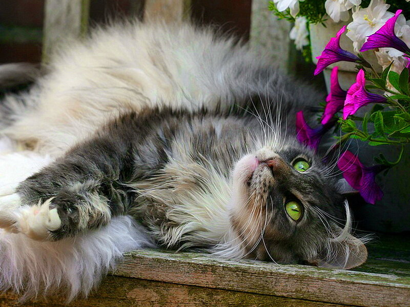 Fluffy Cat Lying Down — Gray, Relaxed