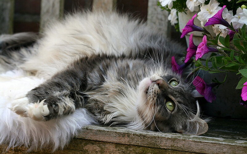 Fluffy Cat Lying Down — Gray