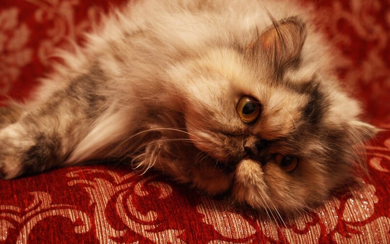 Fluffy Cat Lying Down — Red, Calm, Photograph, Cushion, Fabric