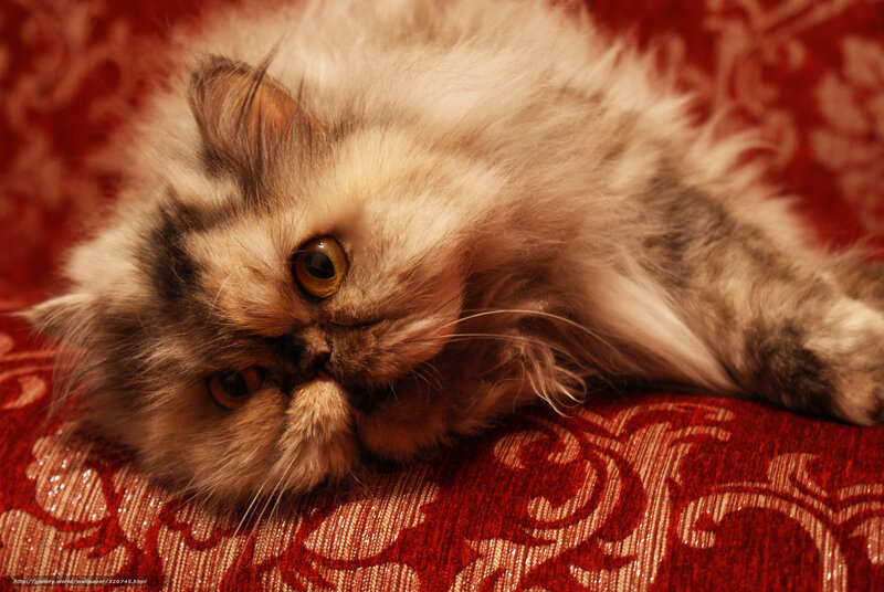 Fluffy Cat Lying Down — Red, Calm, Photograph, Cushion, Patterned Fabric