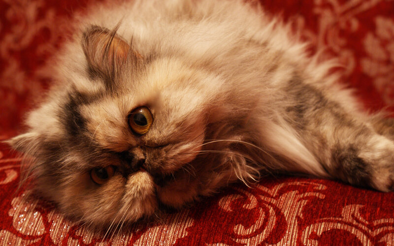 Fluffy Cat Lying Down — Red, Calm, Photograph, Cushion
