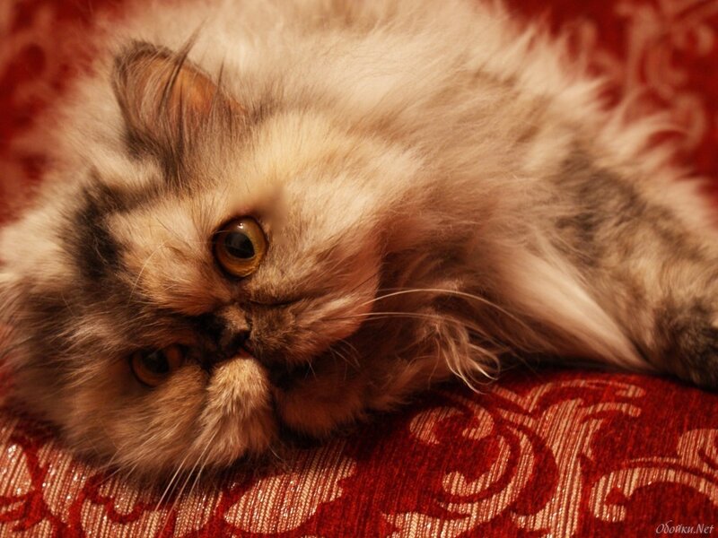 Fluffy Cat Lying Down — Red, Calm