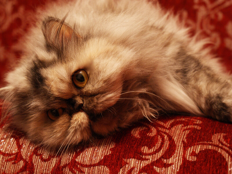 Fluffy Cat Lying Down — Red