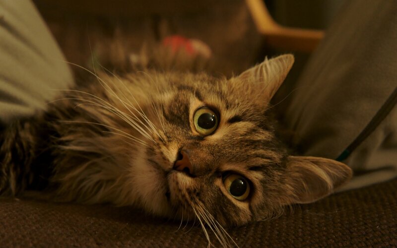 fluffy cat lying down