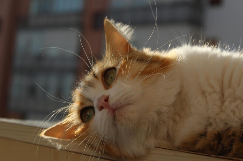 Fluffy Cat Lying Down — White, Calm, Afternoon