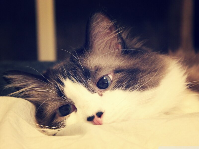 Fluffy Cat Lying Down — White, Calm, Photograph, Bed