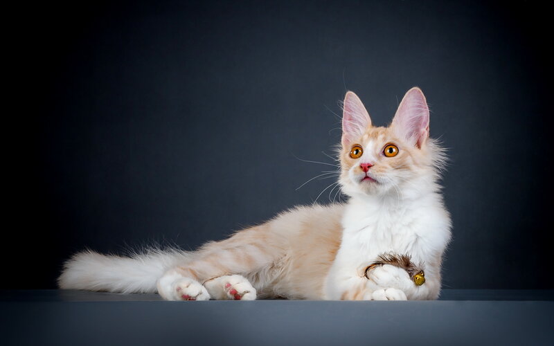 Fluffy Cat Lying Down — White, Calm, Photograph, Bell