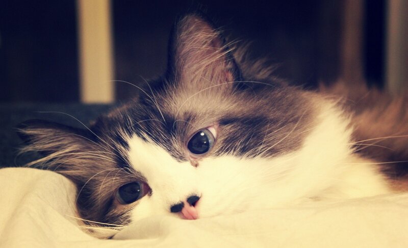Fluffy Cat Lying Down — White, Calm, Photograph, Blanket, Brown