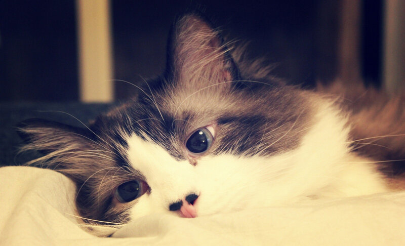 Fluffy Cat Lying Down — White, Calm, Photograph, Blanket