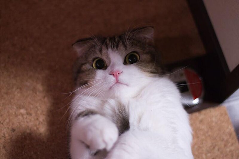 Fluffy Cat Lying Down — White, Calm, Photograph, Carpet