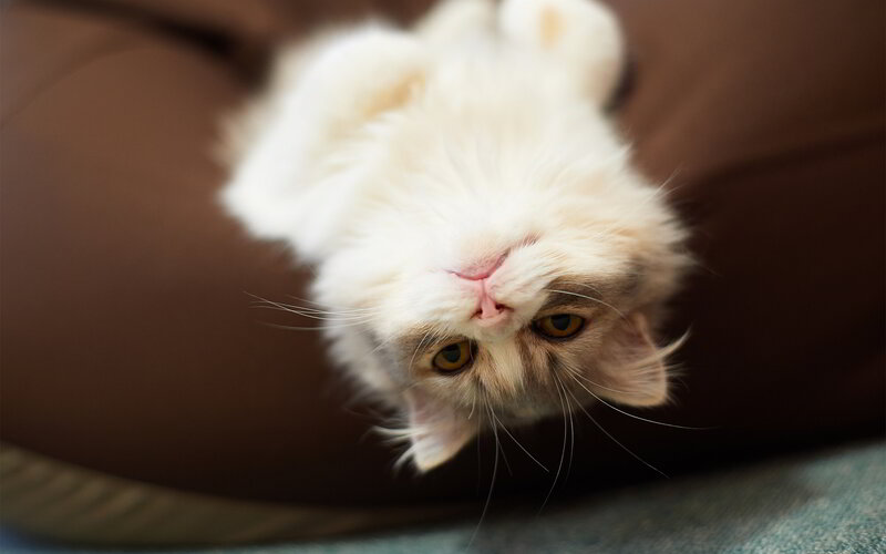 Fluffy Cat Lying Down — White, Calm, Photograph, Couch