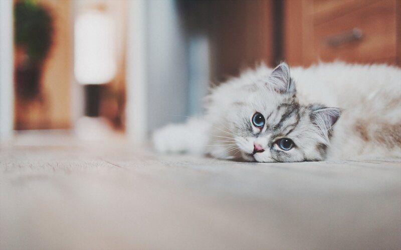 Fluffy Cat Lying Down — White, Calm, Photograph, Floor