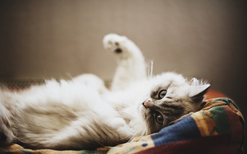 Fluffy Cat Lying Down — White, Calm, Photograph, Pillow, Blanket