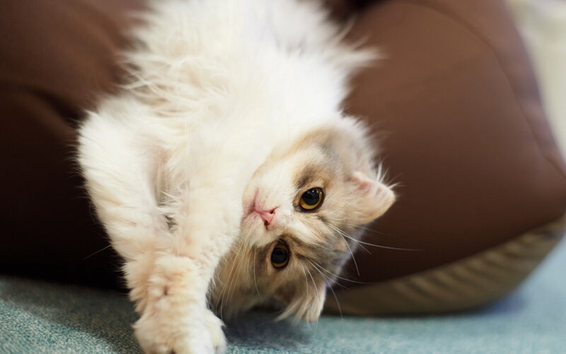 Fluffy Cat Lying Down — White, Calm, Photograph, Pillow
