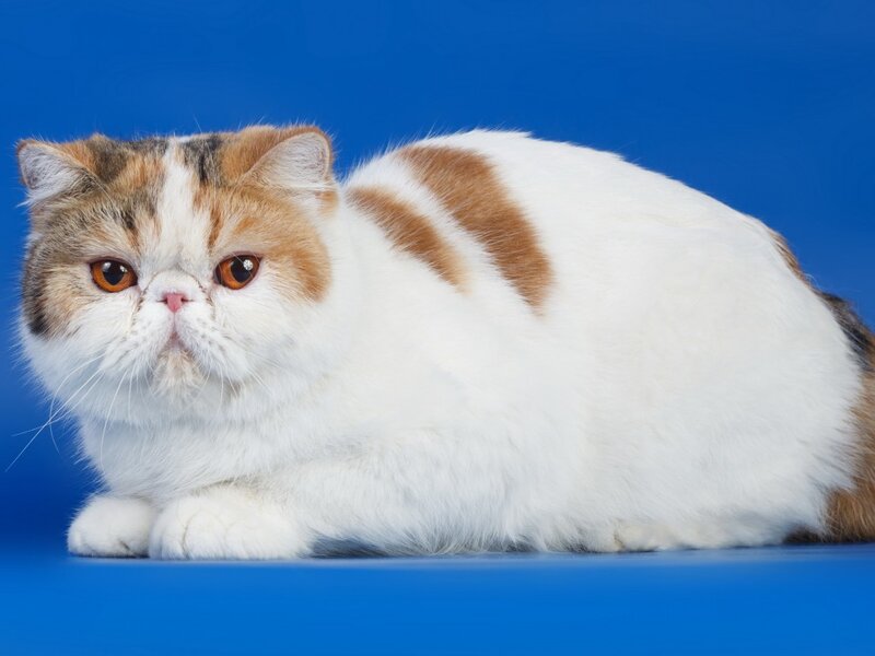 Fluffy Cat Lying Down — White, Calm, Photograph