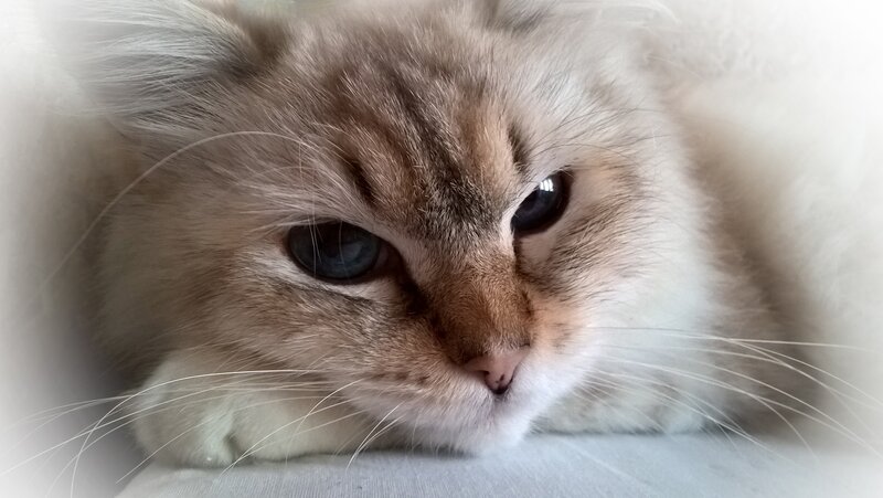 Fluffy Cat Lying Down — White, Calm, Photograph, Whiskers, Eyes