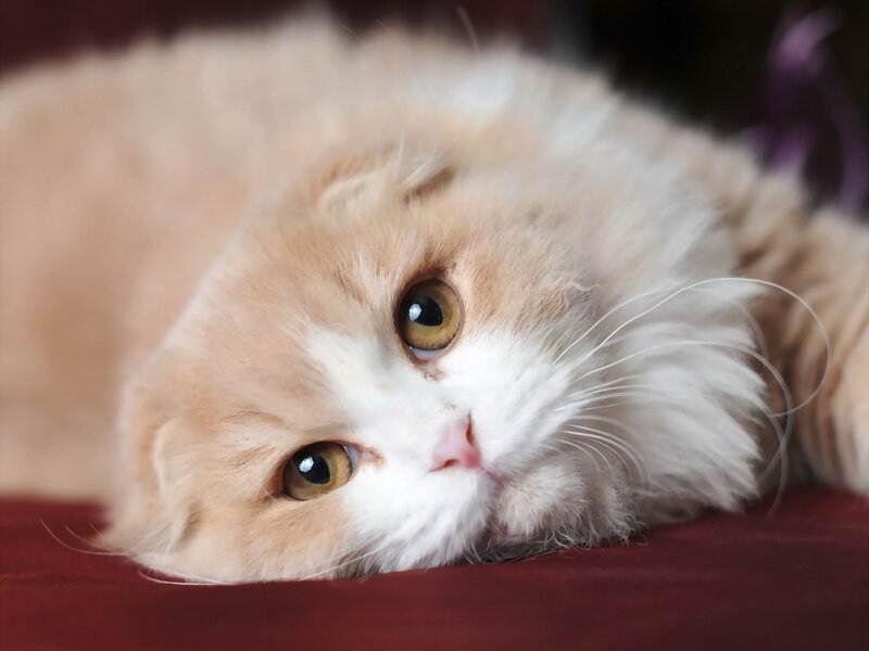 Fluffy Cat Lying Down — White, Calm, Photograph, Whiskers