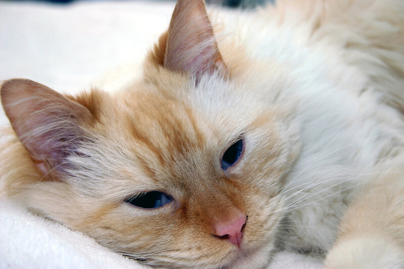 Fluffy Cat Lying Down — White, Calm, Photograph, White Blanket