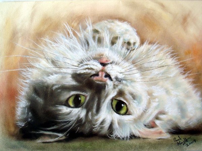 Fluffy Cat Lying Down — White, Calm