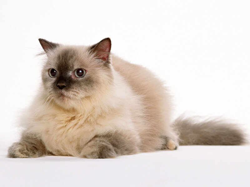 Fluffy Cat Lying Down — White