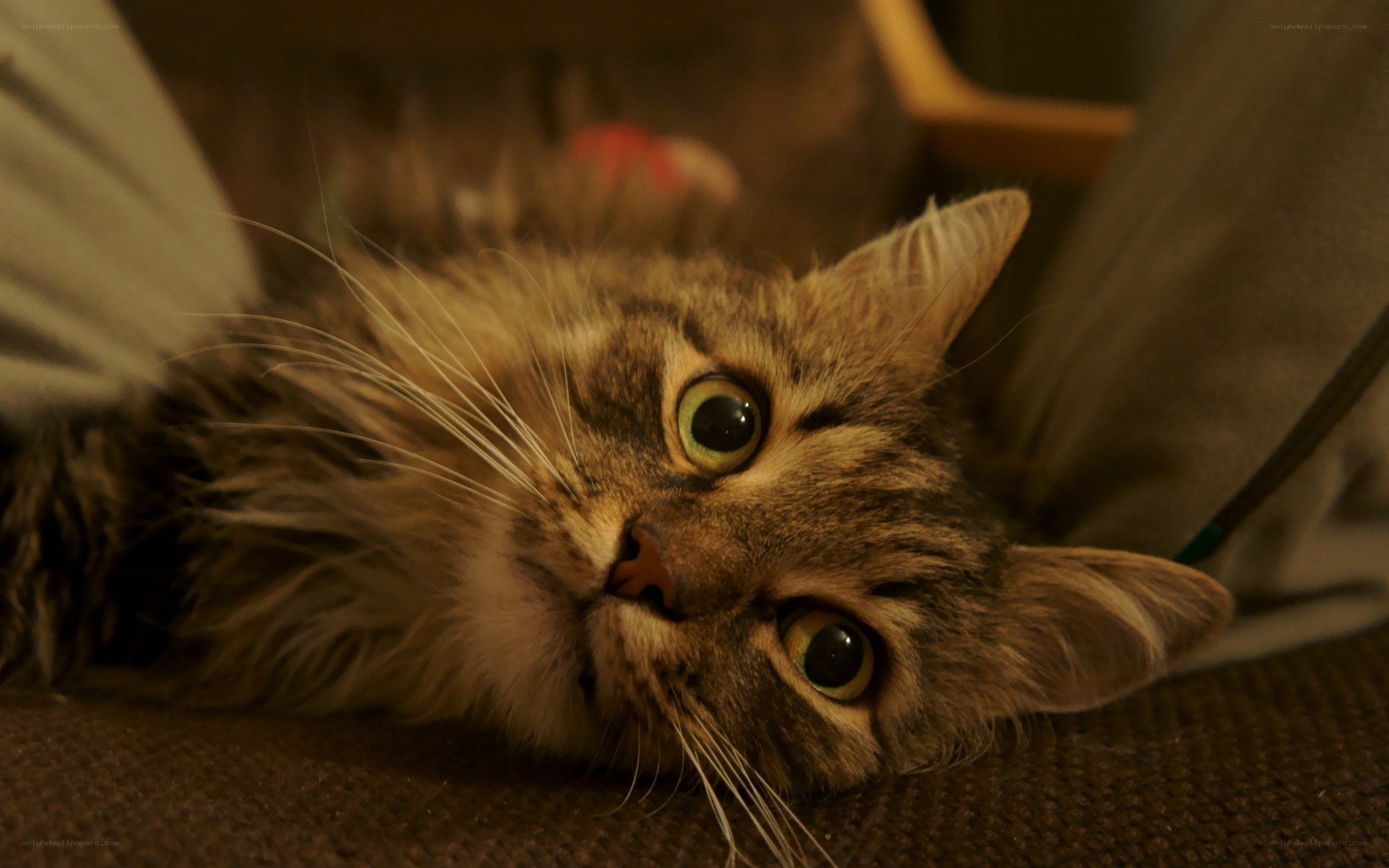 fluffy cat lying down