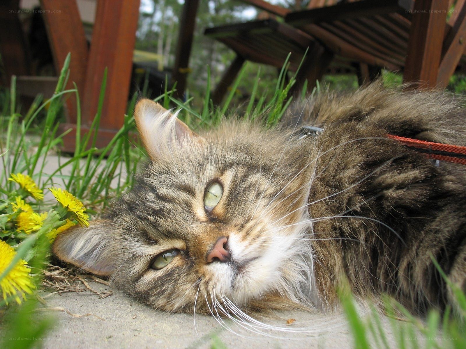 fluffy cat lying in grass