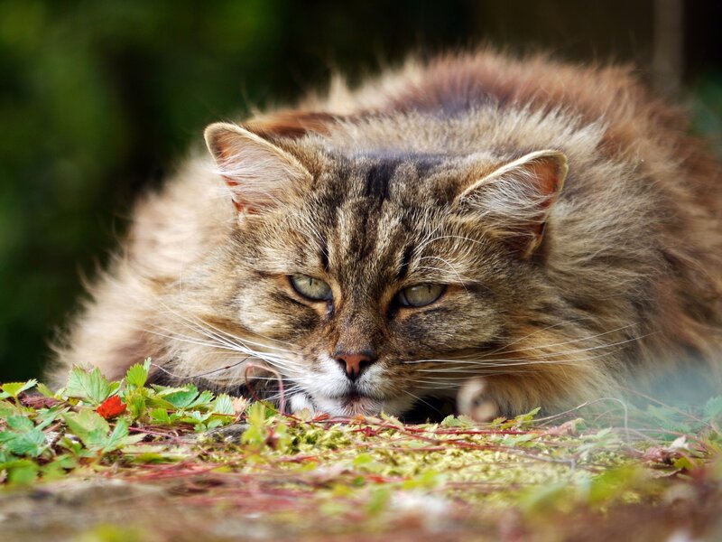 fluffy cat lying in grass