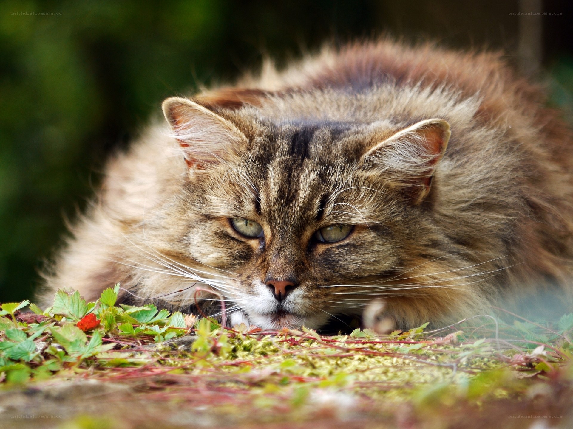 fluffy cat lying in grass