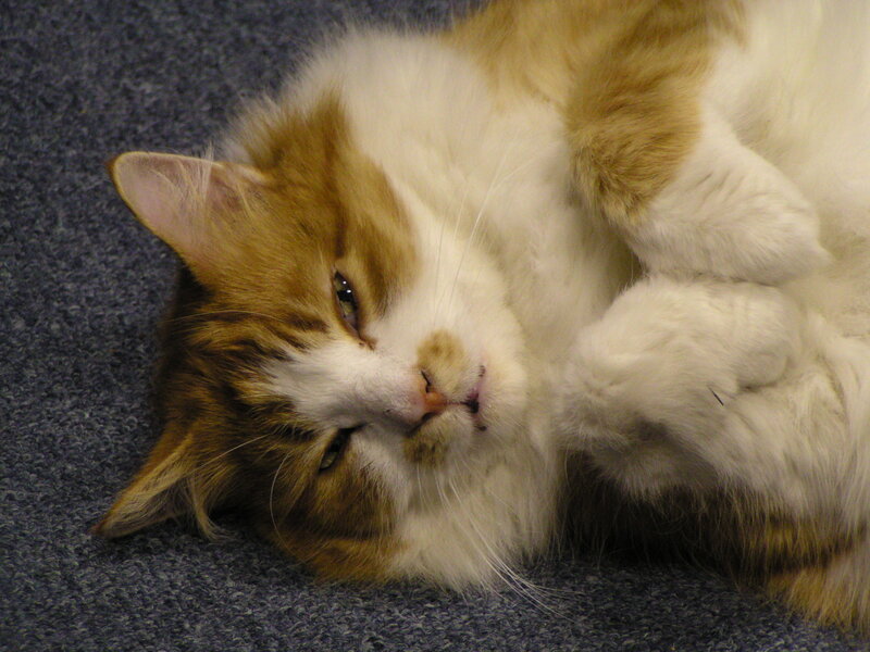 fluffy cat lying on back