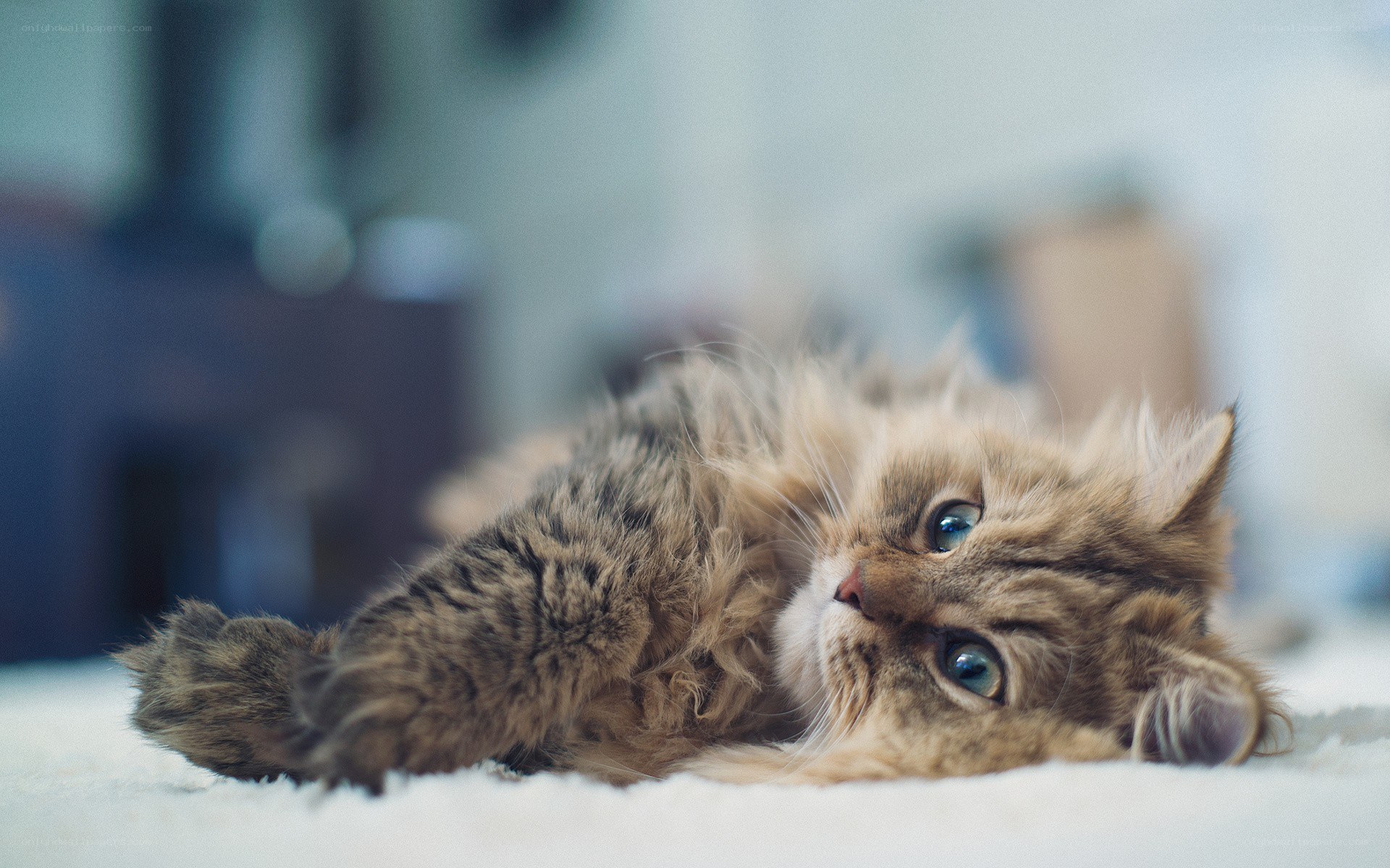 fluffy cat lying on back