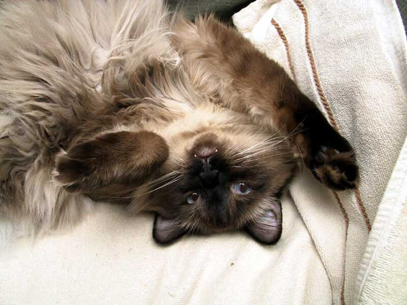 fluffy cat lying on back