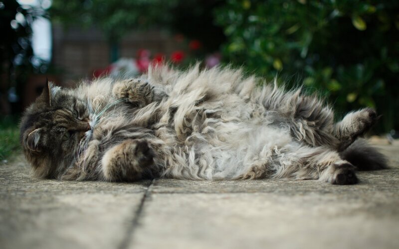 Fluffy Cat Lying on Back — Gray, Relaxed