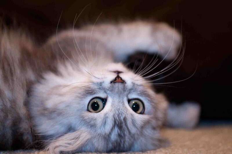 Fluffy Cat Lying on Back — Gray