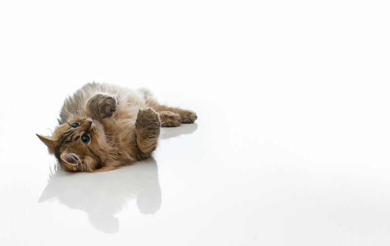 Fluffy Cat Lying on Back — White