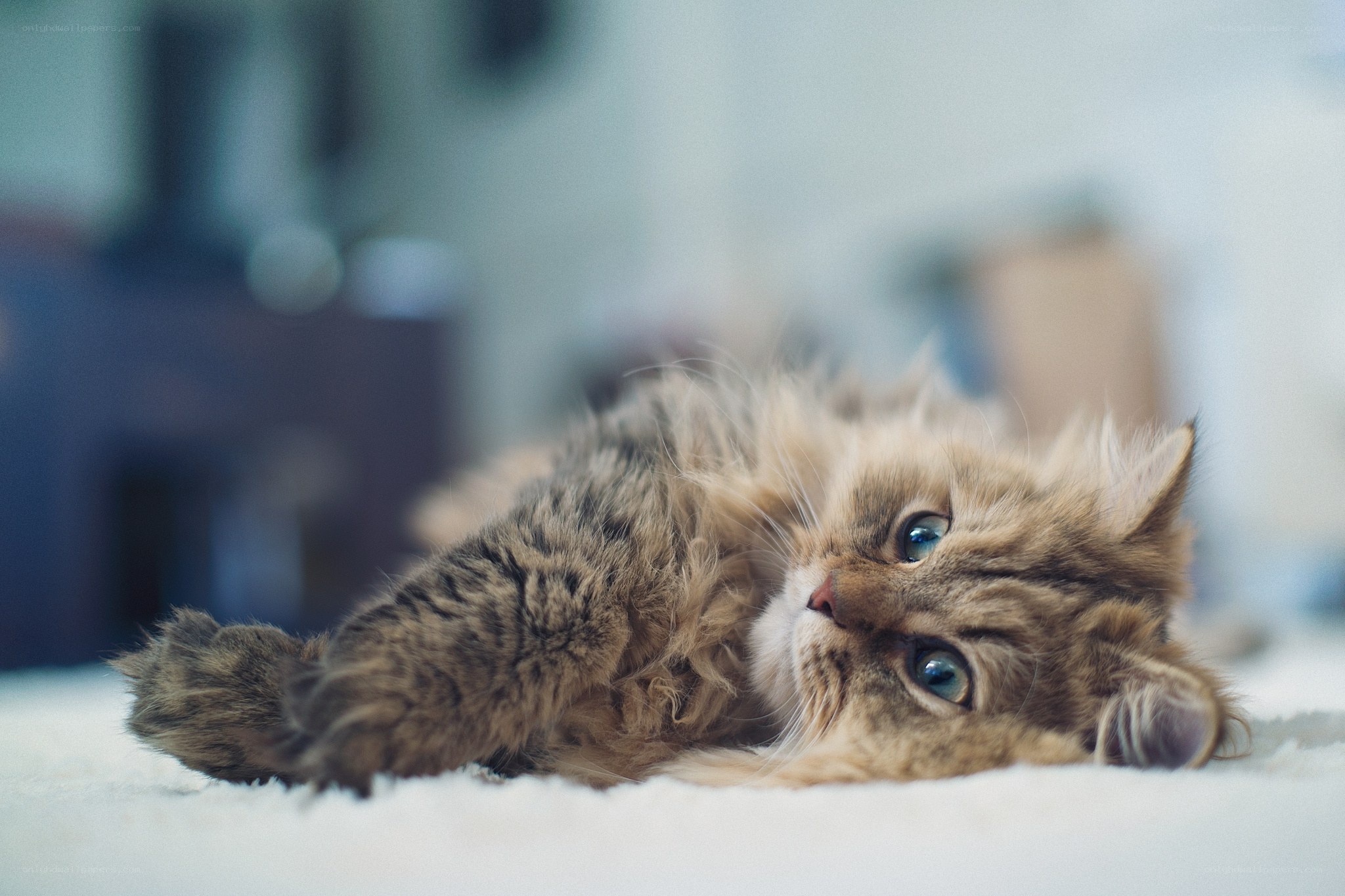 fluffy cat lying on carpet