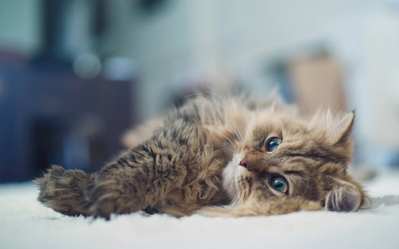 fluffy cat lying on carpet