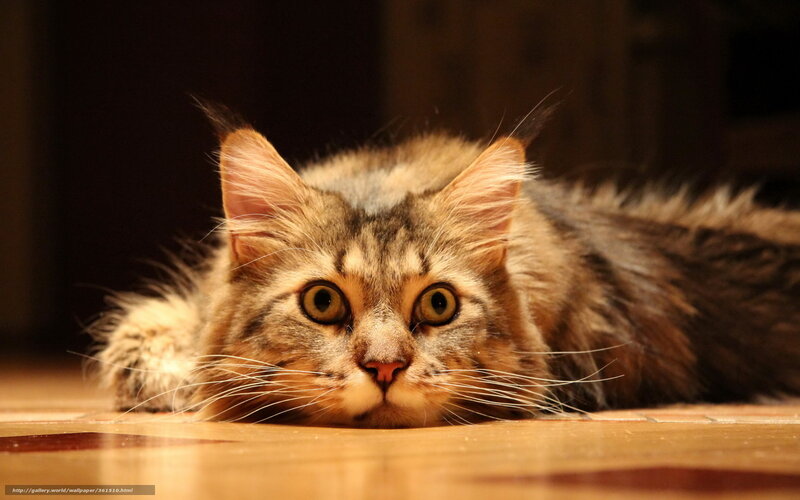 fluffy cat lying on floor