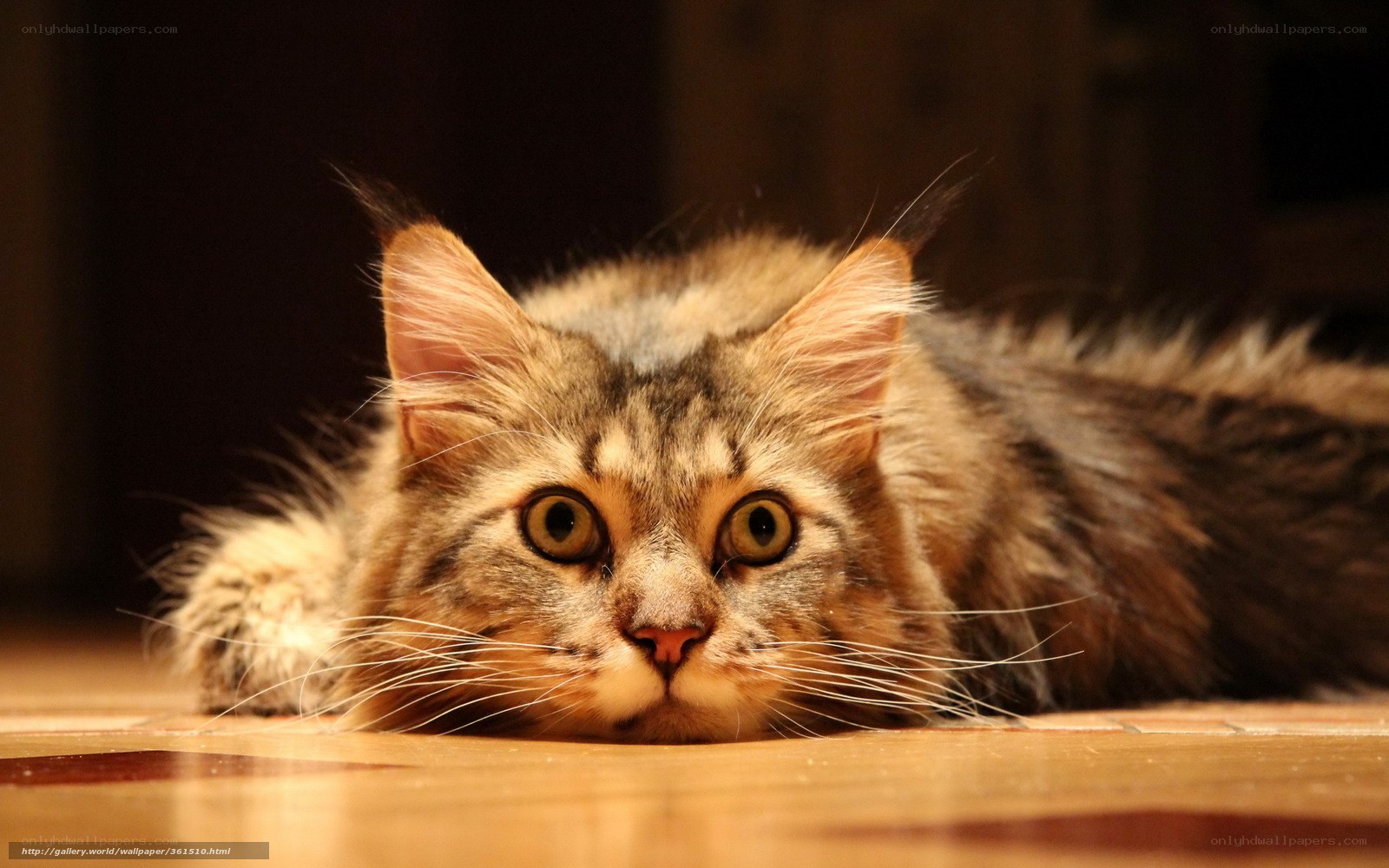 fluffy cat lying on floor