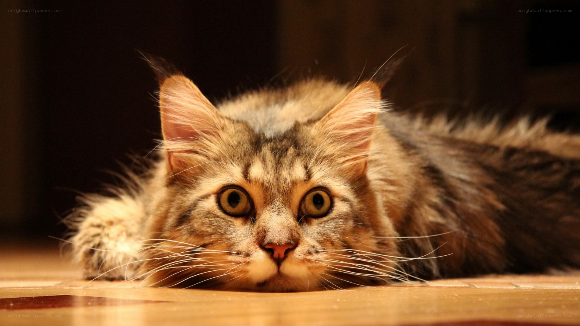 fluffy cat lying on floor