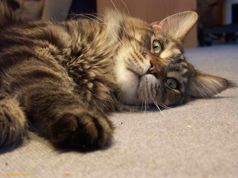 fluffy cat lying on floor