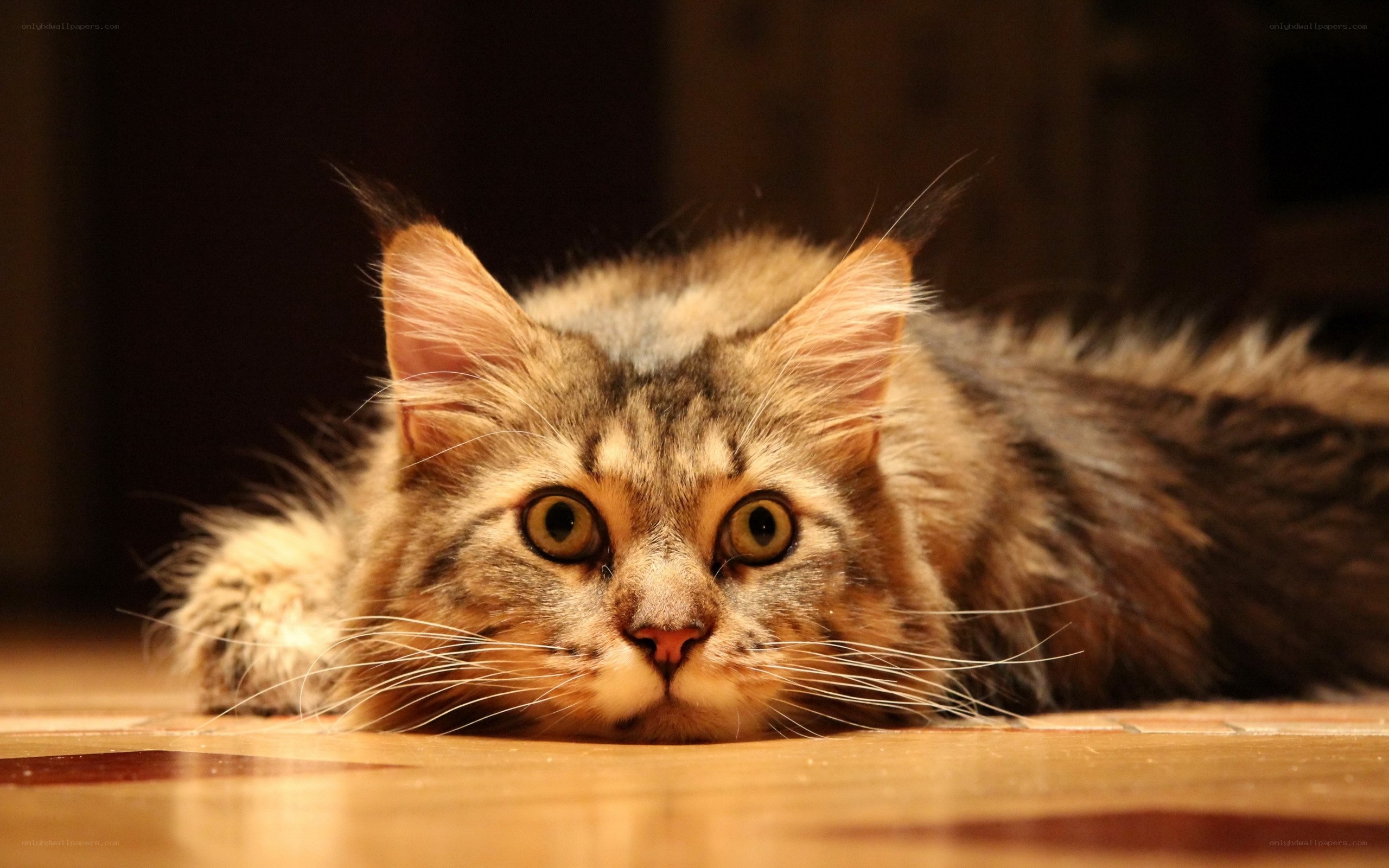 fluffy cat lying on floor
