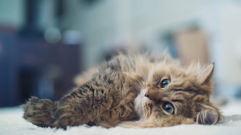 fluffy cat lying on its back